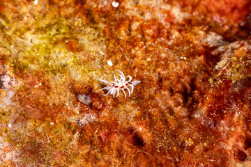 The most beautiful underwater snails of the Indian and Pacific Ocean