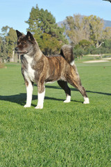 American Akita  Tabby Purebred Dog on the grass