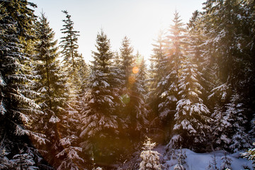 Bäume auf dem Brocken im Harz