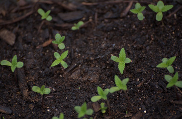 Close up of weed sprout growing up