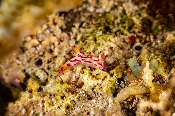 The most beautiful underwater snails of the Indian and Pacific Ocean