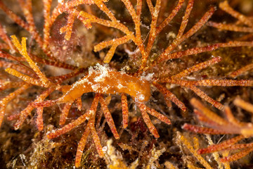 The most beautiful underwater snails of the Indian and Pacific Ocean