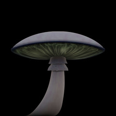 isolated mushroom