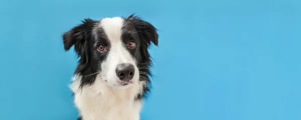  Funny studio portrait of cute smilling puppy dog border collie isolated on blue background. New lovely member of family little dog gazing and waiting for reward. Pet care and animals concept Banner © Юлия Завалишина