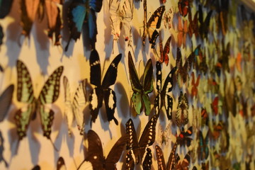 Muchas mariposas en jardín 