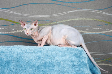 Sphynx cat hairless © Dragoness