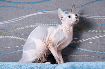 Sphynx cat hairless © Dragoness