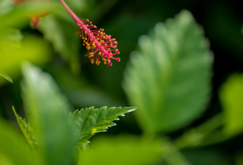 Close up of flora in Mexican Mayan Riviera