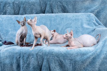 Sphynx cat hairless