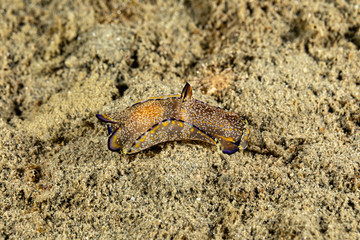 The most beautiful underwater snails of the Indian and Pacific Ocean