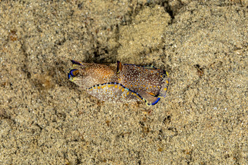 The most beautiful underwater snails of the Indian and Pacific Ocean
