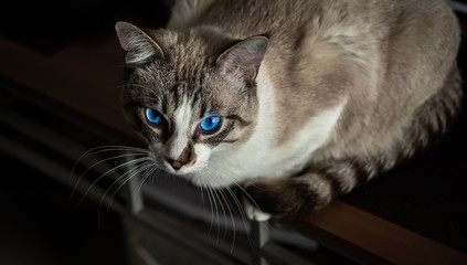 stunning portrait of blue eyes siamese metis cat