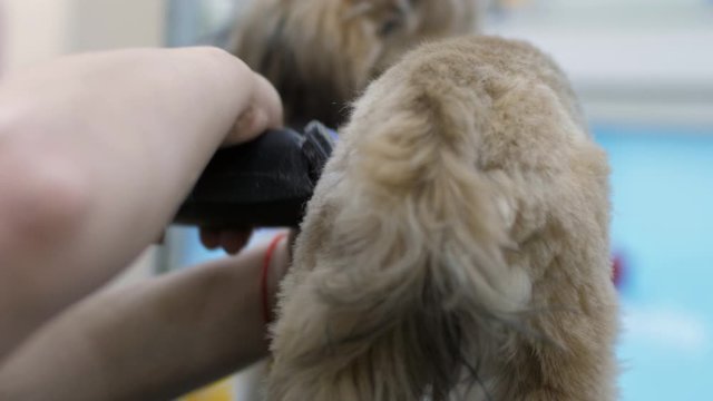 experienced veterinary worker shaves puppy fur using modern trimmer for dogs close view slow motion. Concept pet lifestyle
