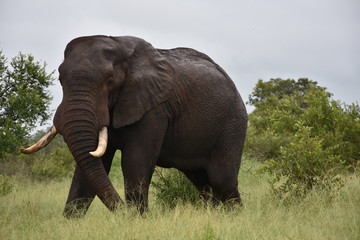 Obraz premium Elephant in tohe wild, South Africa.