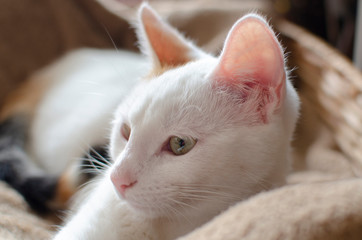 Beautiful white cat newborn, playing in the house