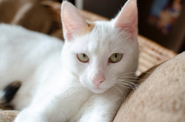 Beautiful white cat newborn, playing in the house