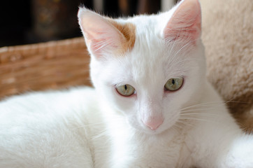Fototapeta na wymiar Beautiful white cat newborn, playing in the house