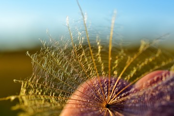 Close up of a dandelion seed in golden sunlight