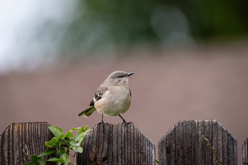 Close up of small mockingbird perched on a wooden plank fence.