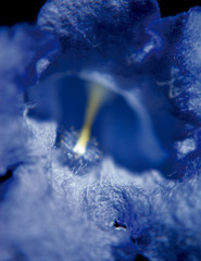 Macro close up of the details of a Jacaranda petal