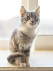 Lovely young kitten sits on a sunny windowsill.