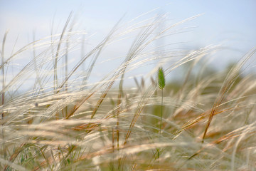Fototapeta premium Landscape with meadow grasses and cereals on a summer windy sunny day