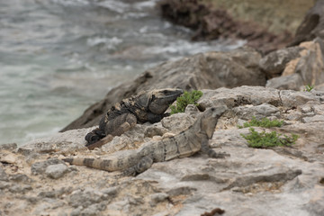 Iguanas pose having a sunbath