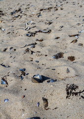 Muscles washed up on beach