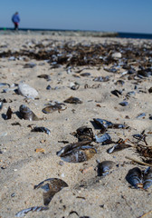 Muscles washed up on beach