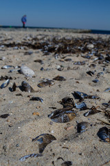 Muscles washed up on beach
