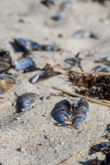Muscles washed up on beach