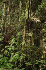 La Palma laurel forest 