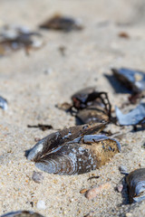 Muscles washed up on beach