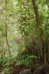 La Palma laurel forest 