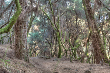Fototapeta na wymiar La Palma laurel forest 