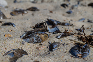 Muscles washed up on beach