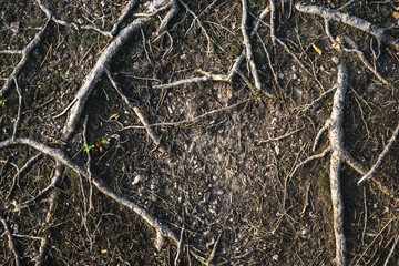 Waldboden mit Wurzeln und Ästen