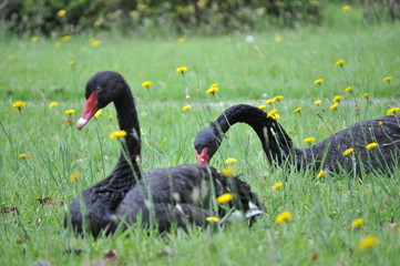 Fototapeta premium Photos