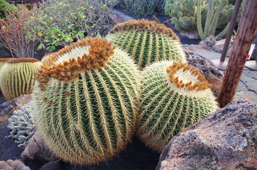 Echinocactus grusonii AKA The Golden Barrel Cactus