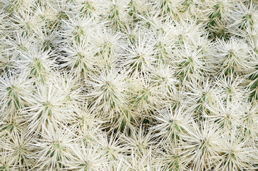 Cactus white thorns spines bush texture background