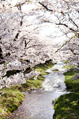 福島　観音寺川の桜並木