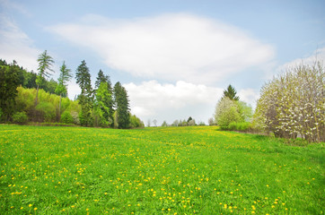 Mountain meadow with yellow dandelion flowers