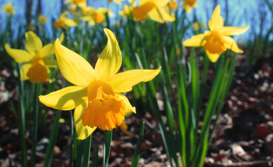 Fototapeta premium yellow daffodils in the garden