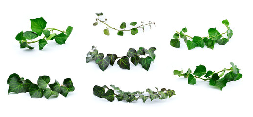 Set of ivy twigs with green leaves. Hedera helix creepers isolated on a white background.