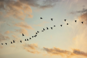 Birds Migrating In The Spring on Sauvie Island, Portland Oregon