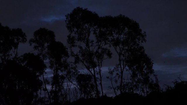 Pteropus poliocephalus - Gray-headed Flying Fox in the evening, fly away from day site and feeding on fruits, dark horror night scene.