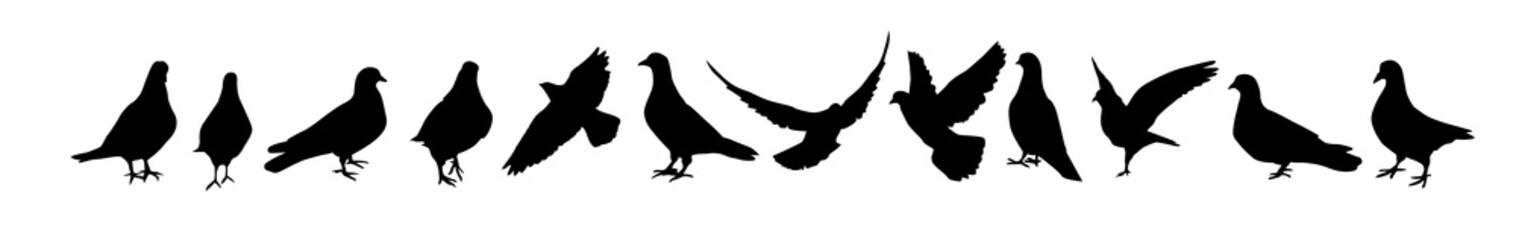 A set of silhouettes of pigeons. Vector illustration