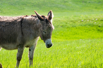 Naklejka na ściany i meble multi color donkey enjoying a sunny day 