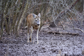 Roe deer in the forest
