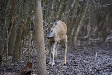 Roe deer in the forest